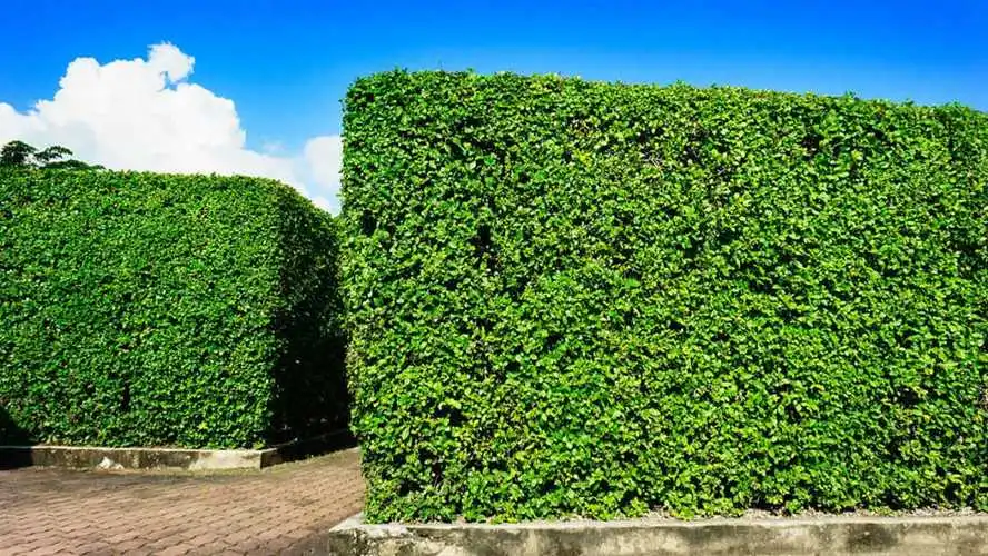 汕头园林绿化工程施工及验收规范