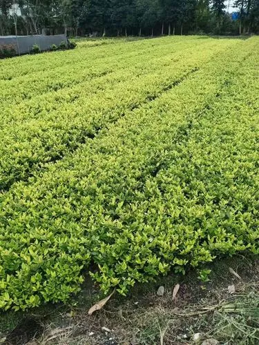 什么称为公园园林景观设计